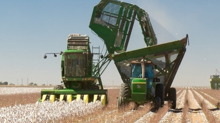 Αγωνία στους βαμβακοπαραγωγούς της Θεσσαλιας από την έλλειψη ρευστότητας- δεν θα  μπορέσουν φέτος να καλλιεργήσουν (video)