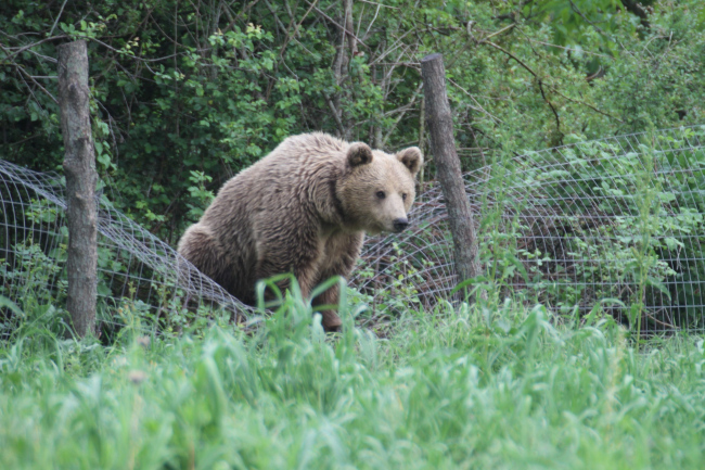 Αρκούδα κυκλοφορεί στην περιοχή της Ελασσόνας – Έκανε ζημιές σε μελισσοκομεία (ΦΩΤΟ)