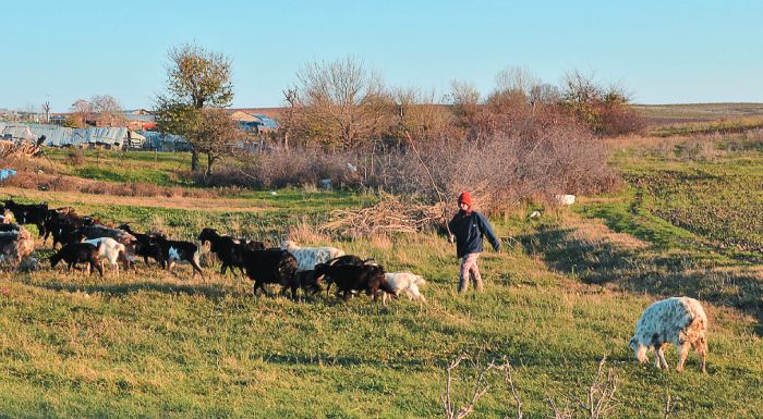 Γολγοθάς δίχως τέλος για την κτηνοτροφία στη Μαγνησία – Μονάδες κατεβάζουν «ρολά»