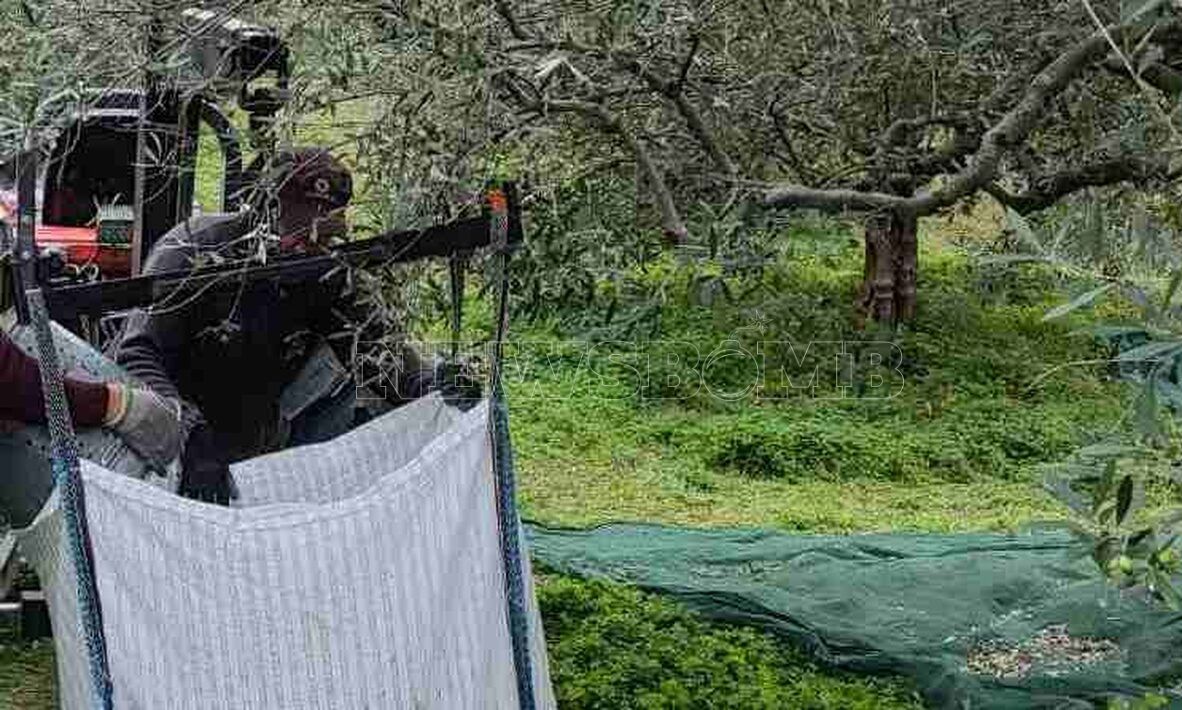 Κρήτη: Χαμός σε χωριό - Κατήγγειλε τον πατέρα του επειδή του ράβδισε τις ελιές Κρήτη: Χαμός σε χωριό - Κατήγγειλε τον πατέρα του επειδή του ράβδισε τις ελιές