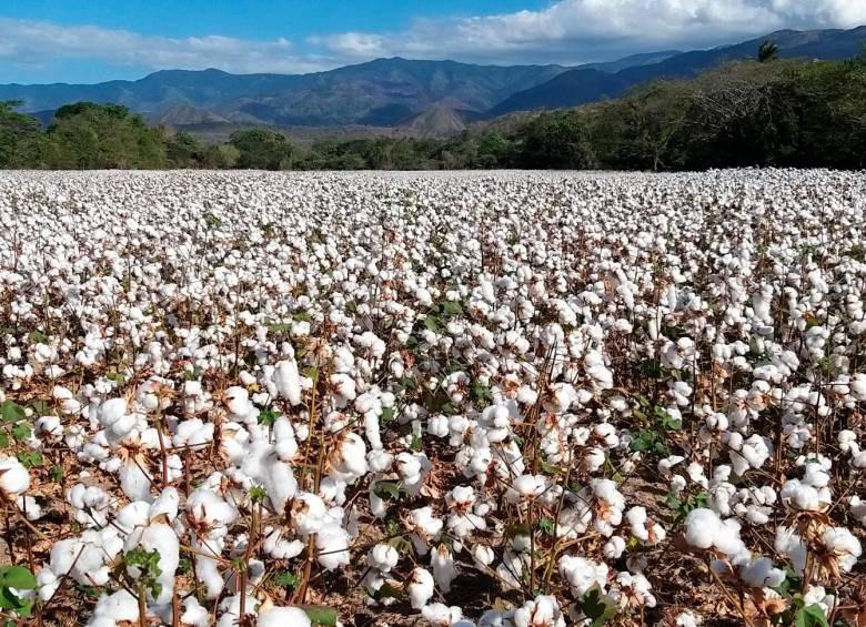 Πάει για μείωση 30% η καλλιέργεια βαμβακιού στον κάμπο τη νέα χρονιά-οι περισσότεροι παραγωγοί «μπήκαν μέσα» Πάει για μείωση 30% η καλλιέργεια βαμβακιού στον κάμπο τη νέα χρονιά-οι περισσότεροι παραγωγοί «μπήκαν μέσα»