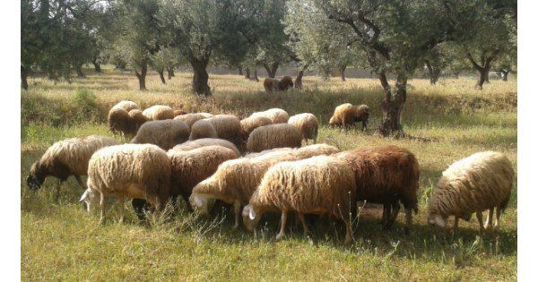 Έρχονται ενισχύσεις de minimis για τις αυξημένες δαπάνες στις ζωοτροφές Έρχονται ενισχύσεις de minimis για τις αυξημένες δαπάνες στις ζωοτροφές