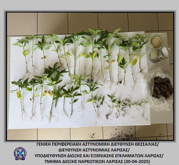Λάρισα: Χειροπέδες σε δύο που καλλιεργούσαν κάνναβη στην αυλή του σπιτιού τους