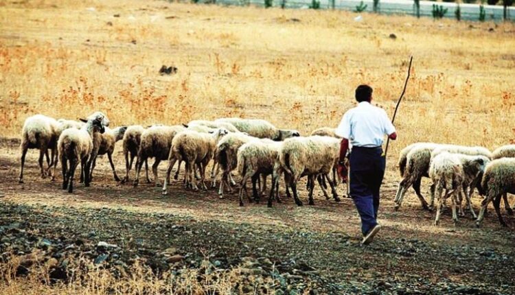 Προμηθεύονται βερεσέ ζωοτροφές – Σε οικονομικό αδιέξοδο οι κτηνοτρόφοι της Μαγνησίας Προμηθεύονται βερεσέ ζωοτροφές – Σε οικονομικό αδιέξοδο οι κτηνοτρόφοι της Μαγνησίας