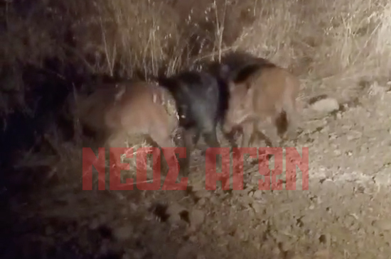 Στο έλεος των αγριογούρουνων ο κάμπος της Καρδίτσας (βίντεο ντοκουμέντο) Στο έλεος των αγριογούρουνων ο κάμπος της Καρδίτσας (βίντεο ντοκουμέντο)