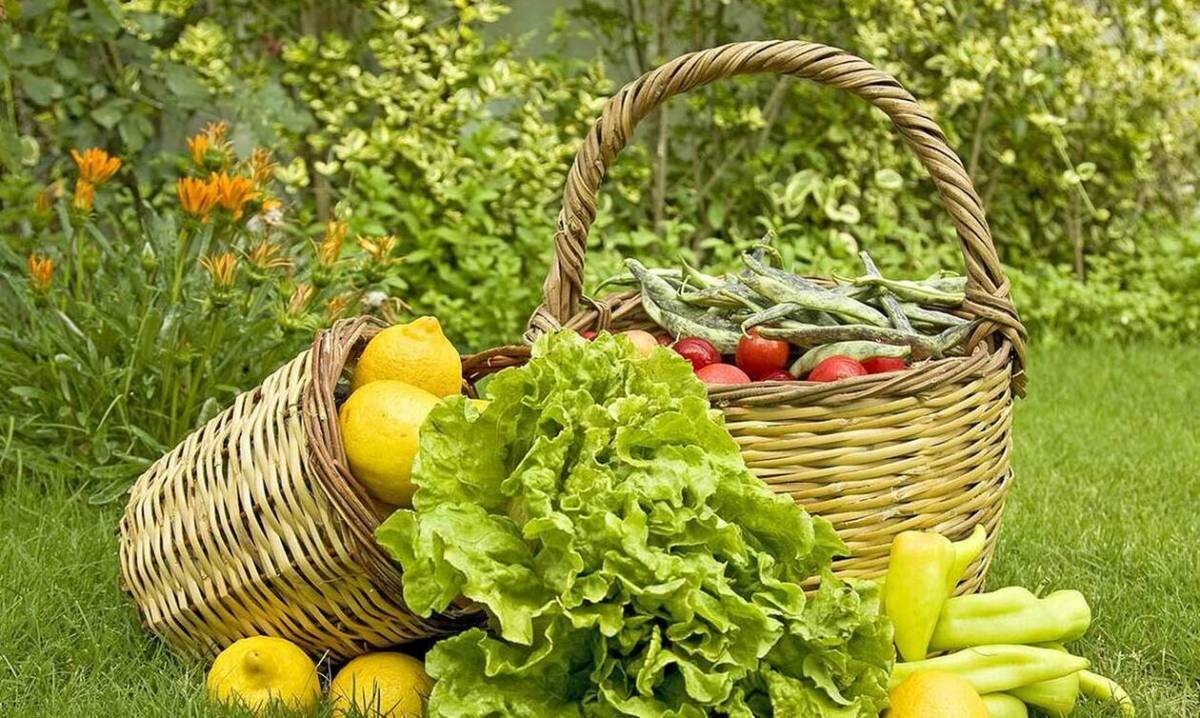 Από 14 έως 28 Μαΐου οι ηλεκτρονικές αιτήσεις για το πρόγραμμα βιολογικής γεωργίας και κτηνοτροφίας, ύψους 287,5 εκ. € Από 14 έως 28 Μαΐου οι ηλεκτρονικές αιτήσεις για το πρόγραμμα βιολογικής γεωργίας και κτηνοτροφίας, ύψους 287,5 εκ. €