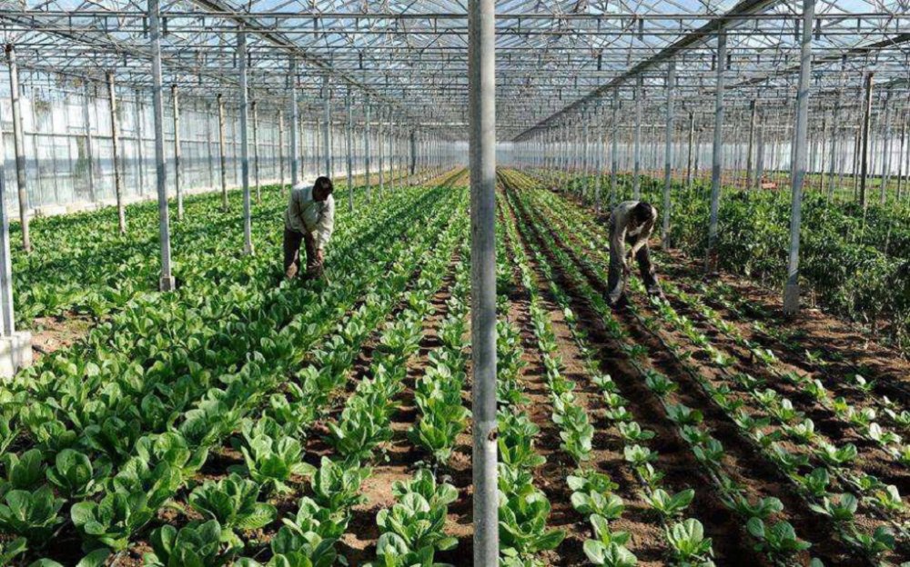 Μειώνεται σταθερά επί 15ετία η διαθεσιμότητα εργατών για το σύνολο της ευρωπαϊκής γεωργίας Μειώνεται σταθερά επί 15ετία η διαθεσιμότητα εργατών για το σύνολο της ευρωπαϊκής γεωργίας
