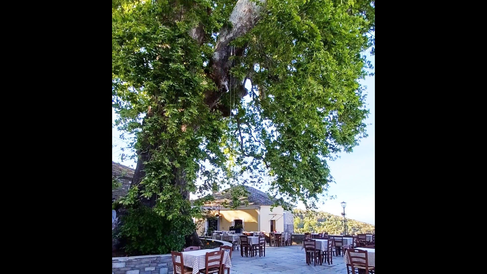 Καλαμάκι Πηλίου: Ο πλάτανος-μνημείο