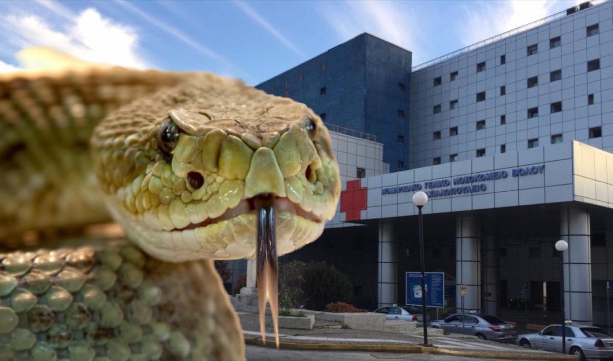 Εσπευσμένα στο Νοσοκομείο Βόλου 19χρονος μετά από τσίμπημα οχιάς