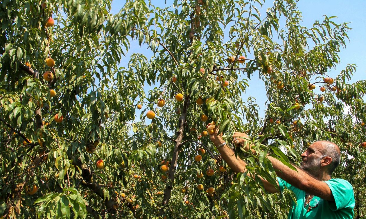 Το χαλάζι κατέστρεψε τις καλλιέργειες πυρηνόκαρπων στην Ημαθία - Σε απόγνωση οι παραγωγοί