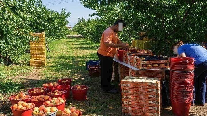Mαύρα σημάδια στην τοπική οικονομία της Λάρισας: Δέντρα χωρίς καρπούς, ευλογιά προβάτων και έλλειψη εργατικών χεριών