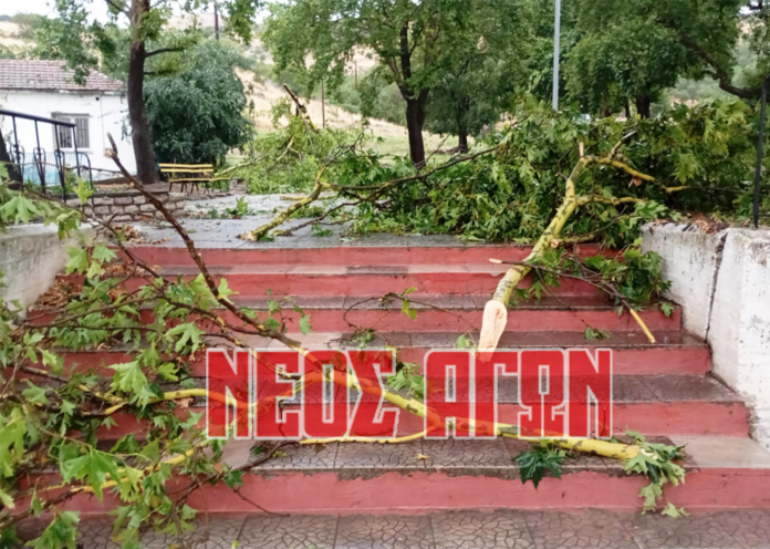 Καρδίτσα: Ζημιές σε καλλιέργειες από χαλάζι και αέρα, πτώσεις δέντρων (φωτο - βιντεο)
