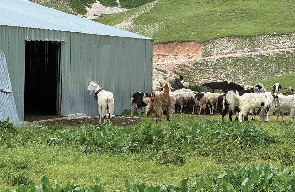 Σε φάσμα χρεοκοπίας χιλιάδες κτηνοτρόφοι εξαιτίας της ευλογιάς, απλήρωτες ενισχύσεις ματαίωση επενδύσεων Σε φάσμα χρεοκοπίας χιλιάδες κτηνοτρόφοι εξαιτίας της ευλογιάς, απλήρωτες ενισχύσεις ματαίωση επενδύσεων