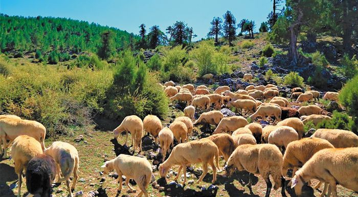 Εγκρίθηκαν πληρωμές αποζημιώσεων ύψους 3,2 εκατ. ευρώ για την εξυγίανση του ζωικού κεφαλαίου