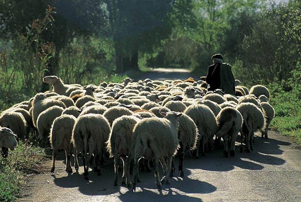 Θεσσαλία: Οι ζώνες προστασίας και επιτήρησης για την αντιμετώπιση της ευλογιάς-εκτός  Καρδίτσα και Τρίκαλα