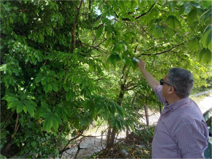 Δράση από την Περιφέρεια Θεσσαλίας για την αντιμετώπιση της σφήκας της καστανιάς Δράση από την Περιφέρεια Θεσσαλίας για την αντιμετώπιση της σφήκας της καστανιάς