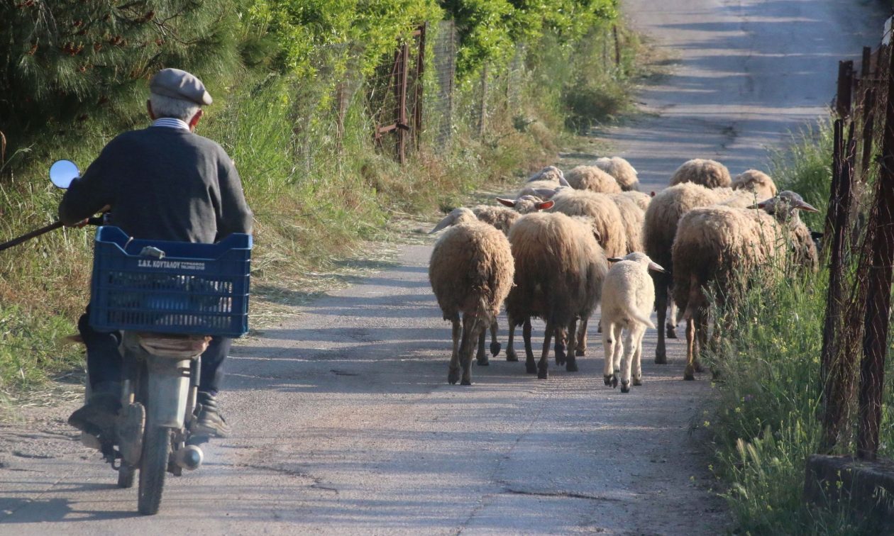 ΟΠΕΚΕΠΕ: Δηλώθηκαν πάνω από 8 εκατ. αιγοπρόβατα μόνο στην... Κρήτη – «Τι δώρο σου πήρε ο τρέλας;» ΟΠΕΚΕΠΕ: Δηλώθηκαν πάνω από 8 εκατ. αιγοπρόβατα μόνο στην... Κρήτη – «Τι δώρο σου πήρε ο τρέλας;»