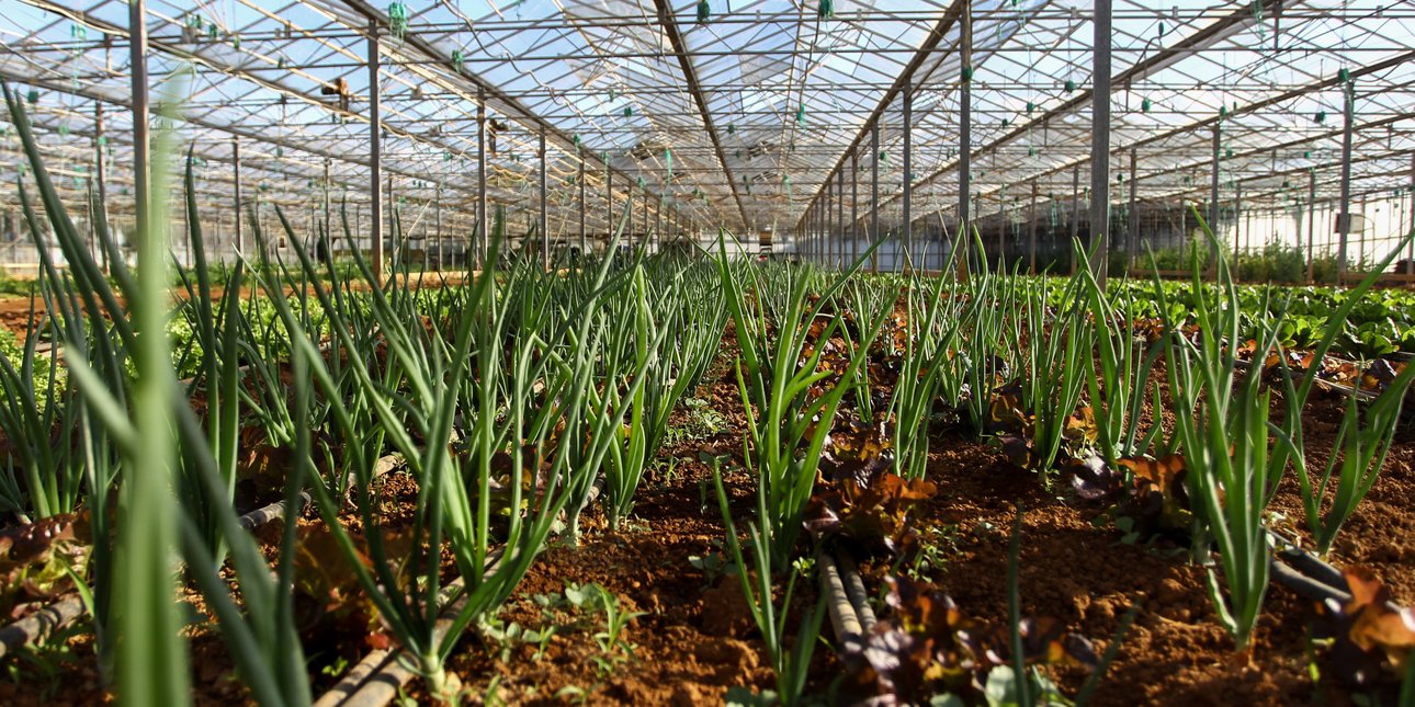 Βιολογική παραγωγή: Ξεκινούν έλεγχοι για τις πιστοποιήσεις -Xιλιάδες αποσύρθηκαν οικειοθελώς για να τους αποφύγουν Βιολογική παραγωγή: Ξεκινούν έλεγχοι για τις πιστοποιήσεις -Xιλιάδες αποσύρθηκαν οικειοθελώς για να τους αποφύγουν