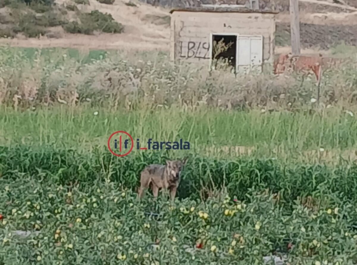 Λύκος εντοπίστηκε σε χωράφι με καλλιέργειες στον κάμπο των Φαρσάλων Λύκος εντοπίστηκε σε χωράφι με καλλιέργειες στον κάμπο των Φαρσάλων