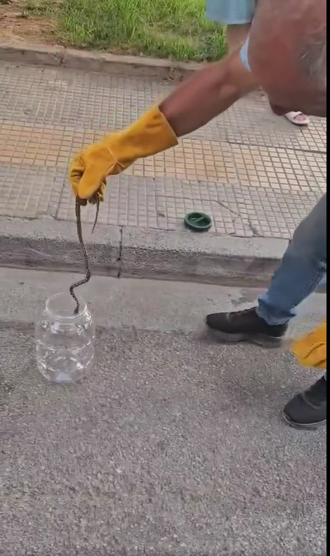 Φίδι σουλατσάριζε σε πεζοδρόμιο της Νέας Δημητριάδας στον Βόλο Φίδι σουλατσάριζε σε πεζοδρόμιο της Νέας Δημητριάδας στον Βόλο