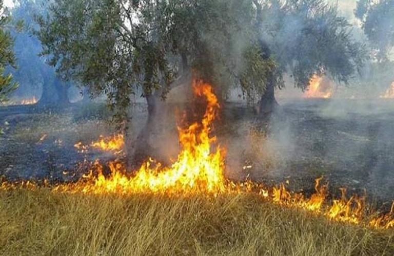 ΕΛΓΑ: Πληρωμή 13,5 εκατ. ευρώ για πυρκαγιές 2021 ΕΛΓΑ: Πληρωμή 13,5 εκατ. ευρώ για πυρκαγιές 2021