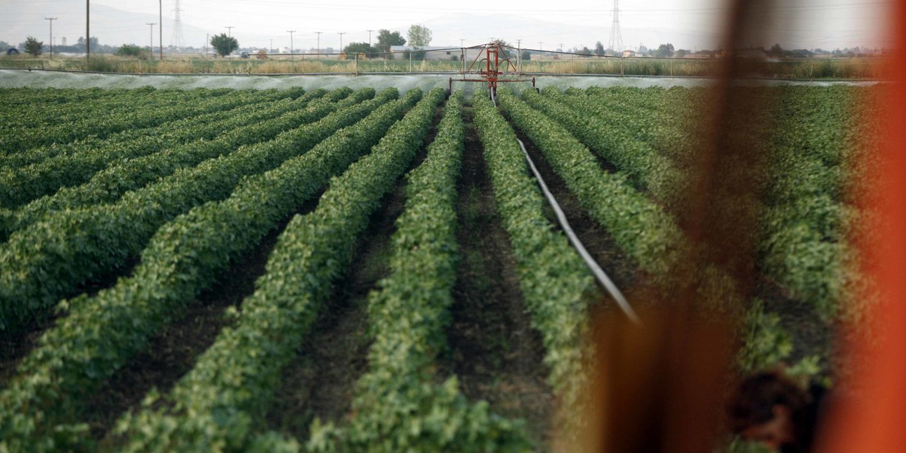 ΕΛΓΑ: Καταβολή 6,2 εκατ. ευρώ σε παραγωγούς -Αποζημιώσεις για ζημιές από «Daniel» και «Elias» ΕΛΓΑ: Καταβολή 6,2 εκατ. ευρώ σε παραγωγούς -Αποζημιώσεις για ζημιές από «Daniel» και «Elias»