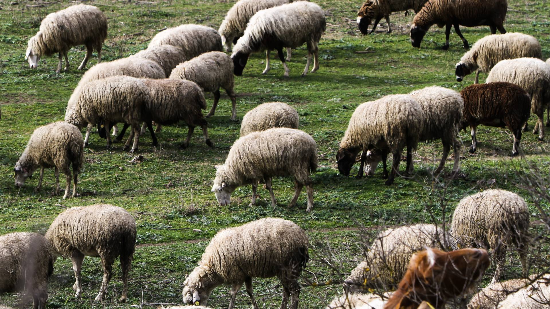 Με 14 ευρώ ανά κεφάλι πριμ ζωοτροφών σε Θεσσαλία για την ευλογιά στο πρώτο δεκαπενθήμερο Αυγούστου Με 14 ευρώ ανά κεφάλι πριμ ζωοτροφών σε Θεσσαλία για την ευλογιά στο πρώτο δεκαπενθήμερο Αυγούστου