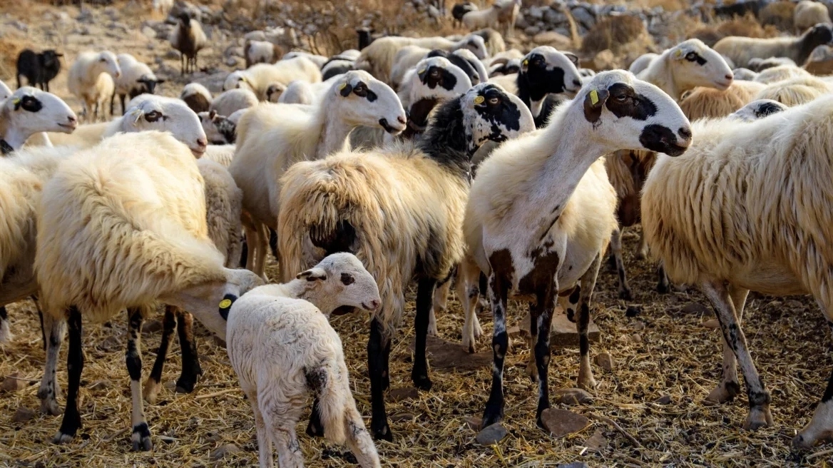 Κρούσμα ευλογιάς και στην Καρδίτσα- θανατώθηκαν άμεσα τα ζώα Κρούσμα ευλογιάς και στην Καρδίτσα- θανατώθηκαν άμεσα τα ζώα