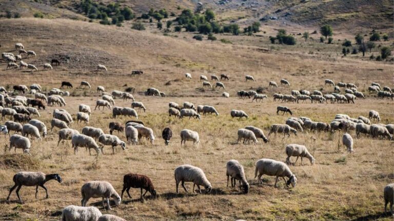 Κρούσματα ευλογιάς των αιγοπροβάτων στην Π.Ε. Καρδίτσας