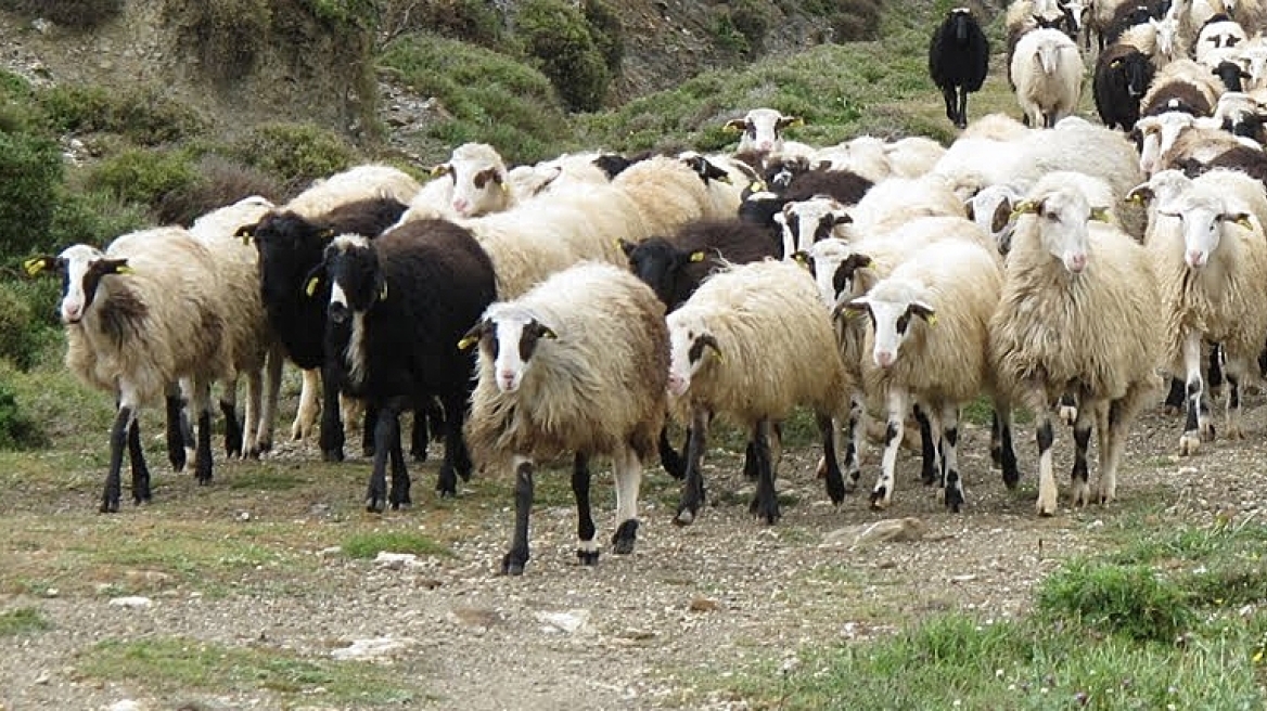 Τουλάχιστον 65.000 αιγοπρόβατα «χάθηκαν» στη Θεσσαλία από πανώλη και ευλογιά Τουλάχιστον 65.000 αιγοπρόβατα «χάθηκαν» στη Θεσσαλία από πανώλη και ευλογιά