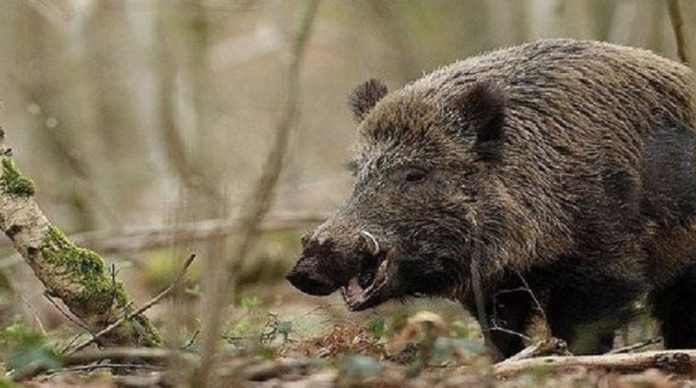 Τροχαίο με αγριογούρουνα στα Τρίκαλα