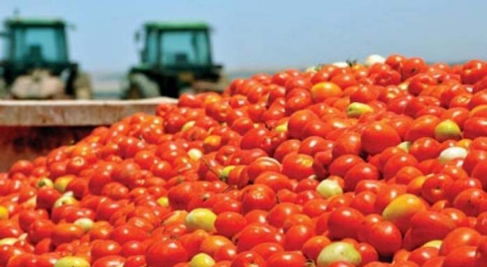 Σπάνε συμβόλαια στη βιομηχανική ντομάτα για επιπλέον ποσότητες με ανοιχτές τιμές Σπάνε συμβόλαια στη βιομηχανική ντομάτα για επιπλέον ποσότητες με ανοιχτές τιμές