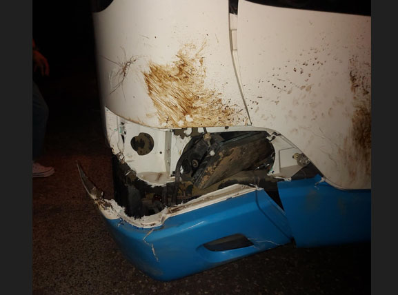 Τρίκαλα: Αστικό λεωφορείο έπεσε πάνω σε αγέλη αγριογούρουνων στη Λυγαριά
