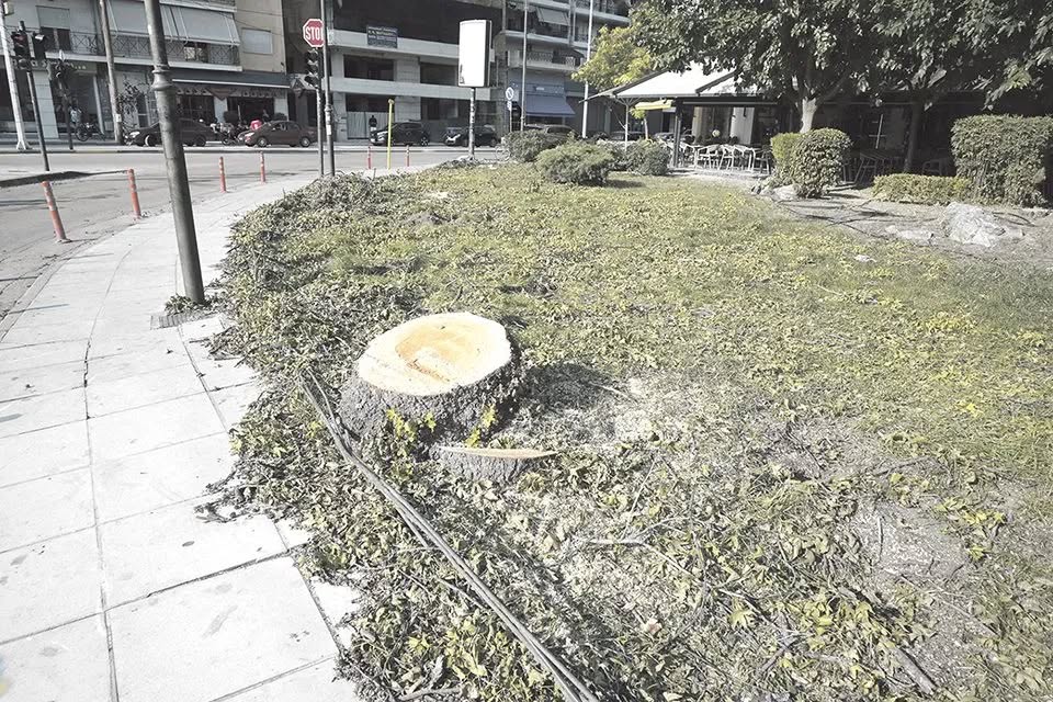 Γιατί κόπηκαν τα δέντρα στην Ηρώων Πολυτεχνείου με Φαρσάλων (ΦΩΤΟ) Γιατί κόπηκαν τα δέντρα στην Ηρώων Πολυτεχνείου με Φαρσάλων (ΦΩΤΟ)