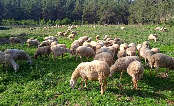 Συλλαλητήριο έξω από τη ΔΕΘ ανακοίνωσαν οι κτηνοτρόφοι της Θεσσαλίας Συλλαλητήριο έξω από τη ΔΕΘ ανακοίνωσαν οι κτηνοτρόφοι της Θεσσαλίας
