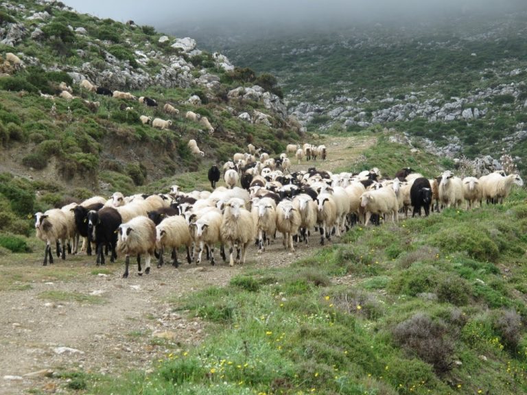 Επαγρύπνηση στην «καθαρή» Ήπειρο – Φόβοι εξάπλωσης της ευλογιάς από τη γειτονική Θεσσαλία Επαγρύπνηση στην «καθαρή» Ήπειρο – Φόβοι εξάπλωσης της ευλογιάς από τη γειτονική Θεσσαλία