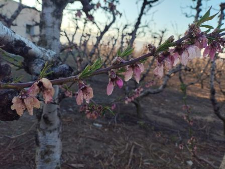 Για Οκτώβριο πάνε οι προκαταβολές αποζημιώσεων για τις ζημιές από τον παγετό στα δενδρα Για Οκτώβριο πάνε οι προκαταβολές αποζημιώσεων για τις ζημιές από τον παγετό στα δενδρα