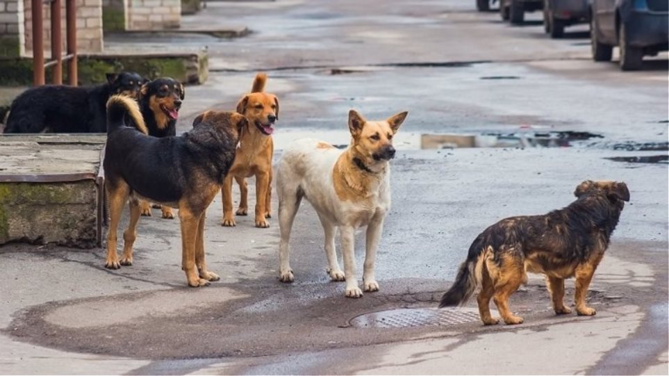 Αγέλη αδέσποτων σκορπά τον φόβο στον Βόλο – Δείτε εικόνες Αγέλη αδέσποτων σκορπά τον φόβο στον Βόλο – Δείτε εικόνες