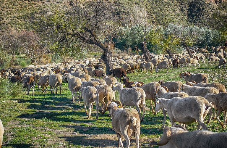Εισαγγελική έρευνα για την ευλογιά των αιγοπροβάτων από τον προϊστάμενο της Εισαγγελίας Εφετών Λάρισας Εισαγγελική έρευνα για την ευλογιά των αιγοπροβάτων από τον προϊστάμενο της Εισαγγελίας Εφετών Λάρισας