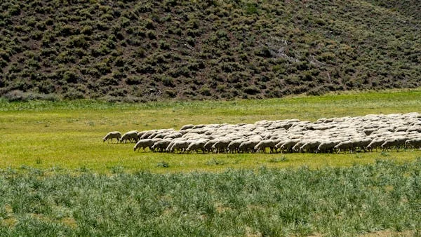 Θέμα εμβολιαστικής εκστρατείας για την ευλογιά έθεσαν στον Τσιάρα οι Ευρωπαίοι