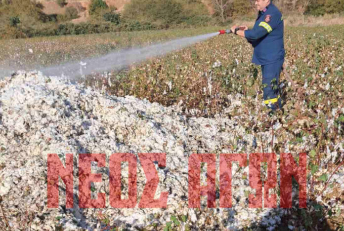 Ρούσσο: Φωτιά σε βαμβάκι κατά τη συγκομιδή, έσπευσε η πυροσβεστική (ΦΩΤΟ)