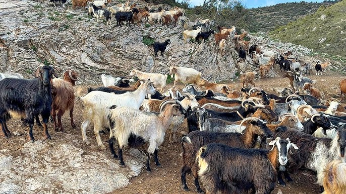 Ελασσόνα: Έβγαλε 500 κατσίκια για βόσκηση και… συνελήφθη