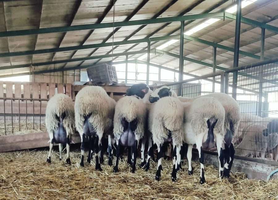 Τέσσερα επιβεβαιωμένα κρούσματα ευλογιάς σε Δήμους Αλμυρού και Ρήγα Φεραίου Τέσσερα επιβεβαιωμένα κρούσματα ευλογιάς σε Δήμους Αλμυρού και Ρήγα Φεραίου