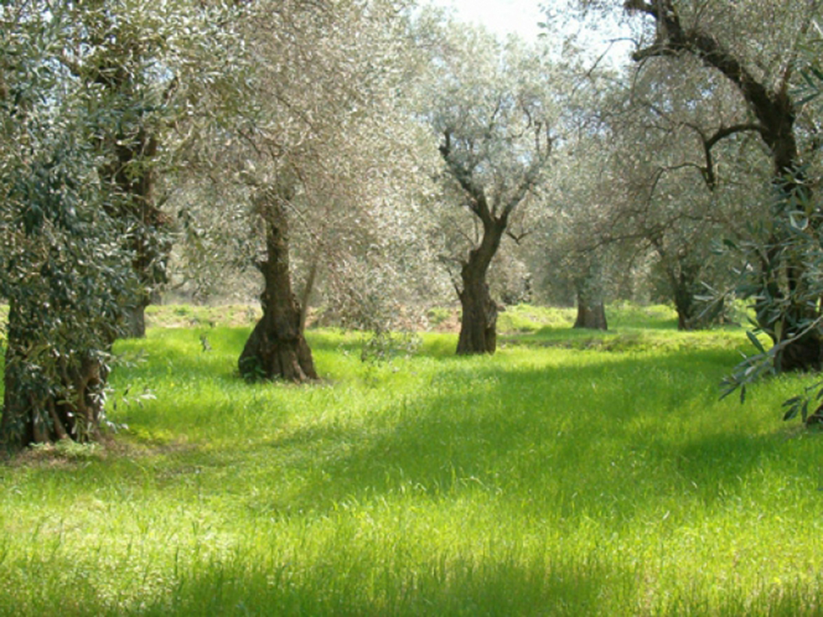 Τι αποκαλύπτει έρευνα του Πανεπιστημίου Θεσσαλίας για τα κλιματικά ουδέτερα προϊόντα