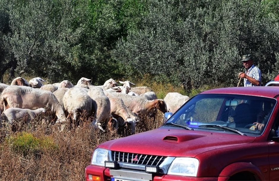 Ενισχύονται οι έλεγχοι αντί για lockdown, τα νέα μέτρα για την ευλογιά– Αμεσα η πληρωμή για την αγορά ζωοτροφών