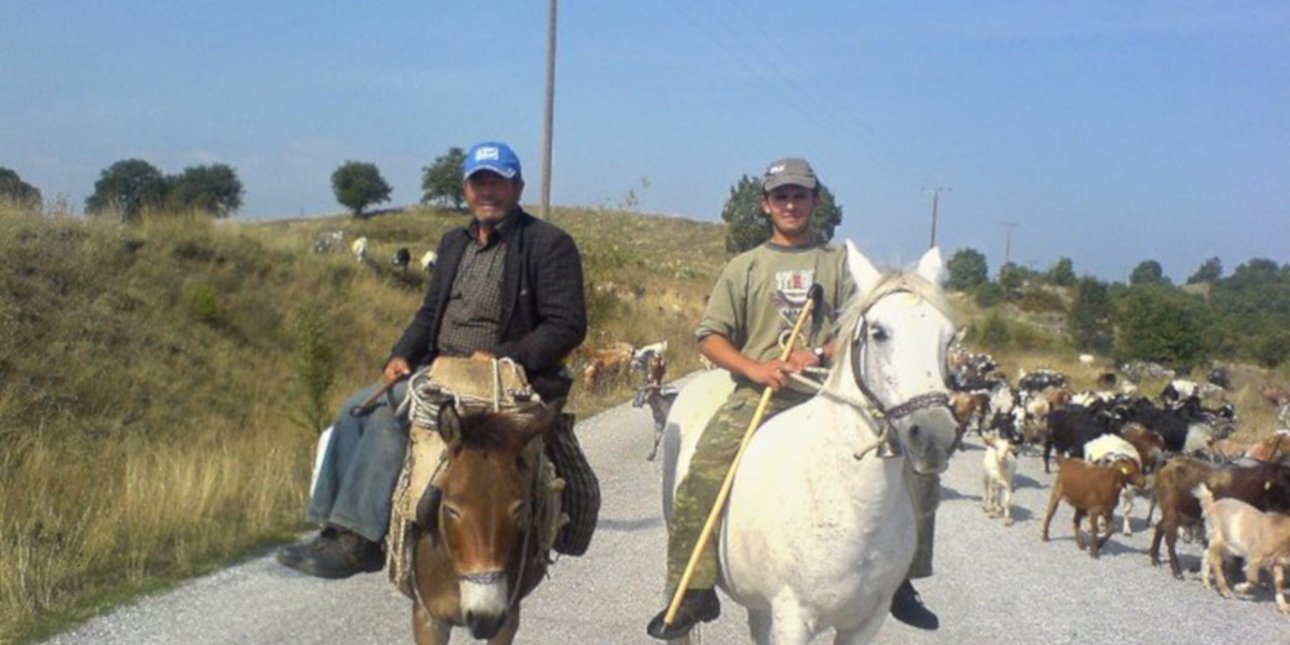 Μετακινούμενοι κτηνοτρόφοι: Διασχίζουν τη χώρα περπατώντας για ημέρες με τα κοπάδια, σε χειμαδιά και πανάρχαιες στράτες