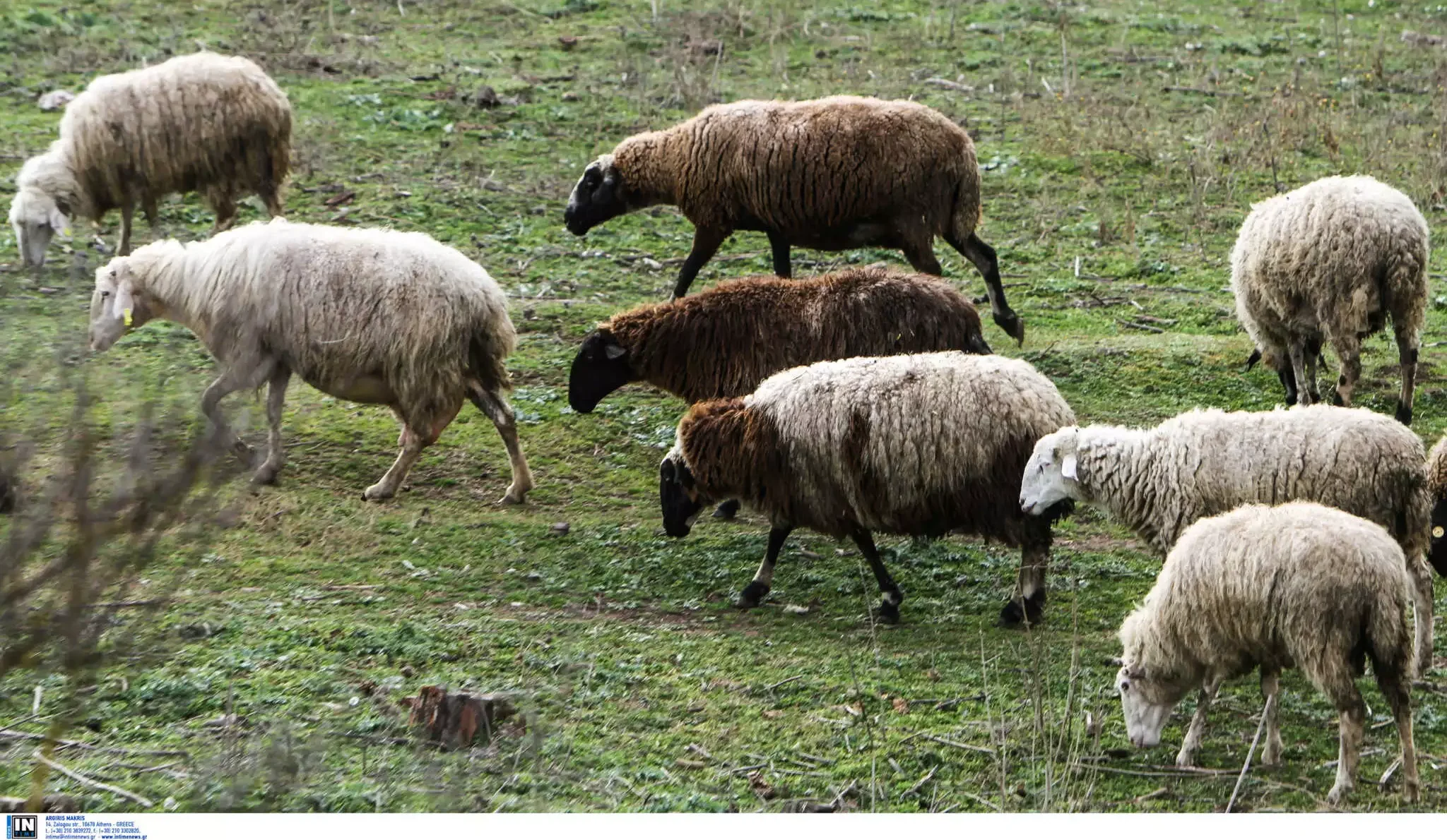 Ευλογιά : 52 κρούσματα τον Σεπτέμβριο στη Λάρισα 115 στη Θεσσαλία- Επιστρατεύονται drone και αστυνομία
