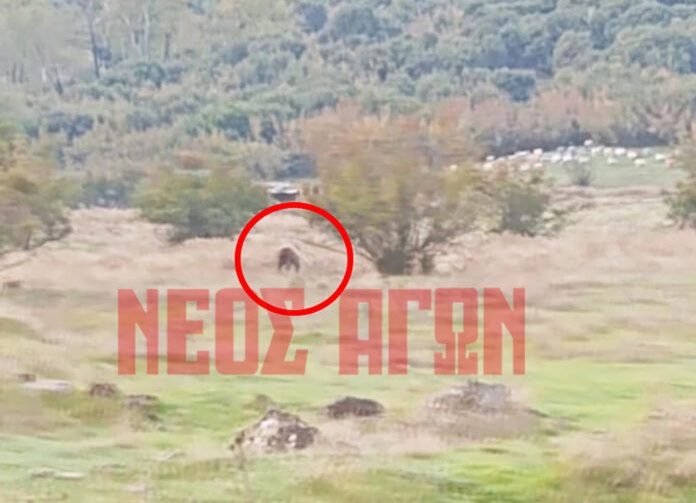 Σοκ στους κατοίκους του Μαυροματίου στο Μουζάκι από εμφάνιση αρκούδας (ΦΩΤΟ)