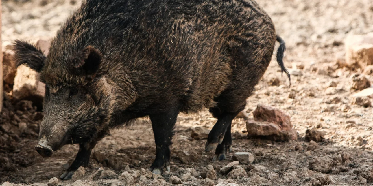 Γρεβενά: Με 60 ράμματα στην πλάτη νοσηλεύεται κυνηγός που δέχτηκε επίθεση από αγριογούρουνο Γρεβενά: Με 60 ράμματα στην πλάτη νοσηλεύεται κυνηγός που δέχτηκε επίθεση από αγριογούρουνο