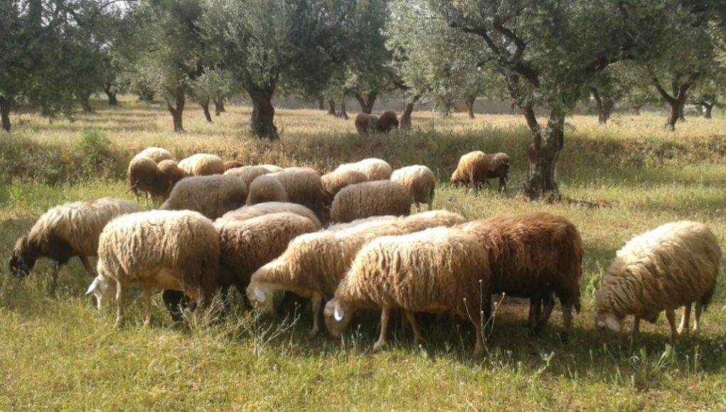 Διχασμένοι οι επιστημονες για το εμβόλιο κατά της ευλογιάς ενώ οι κτηνοτρόφοι καταρρέουν Διχασμένοι οι επιστημονες για το εμβόλιο κατά της ευλογιάς ενώ οι κτηνοτρόφοι καταρρέουν